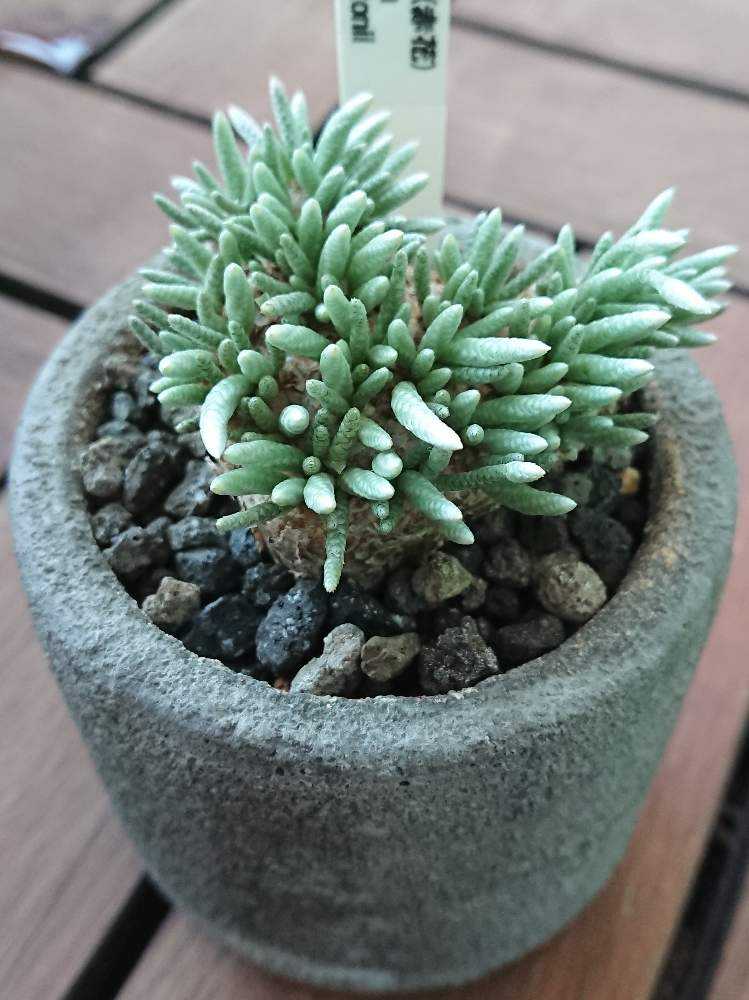 アボニア クイナリア アルストニー 赤花 大株 【公式通販】