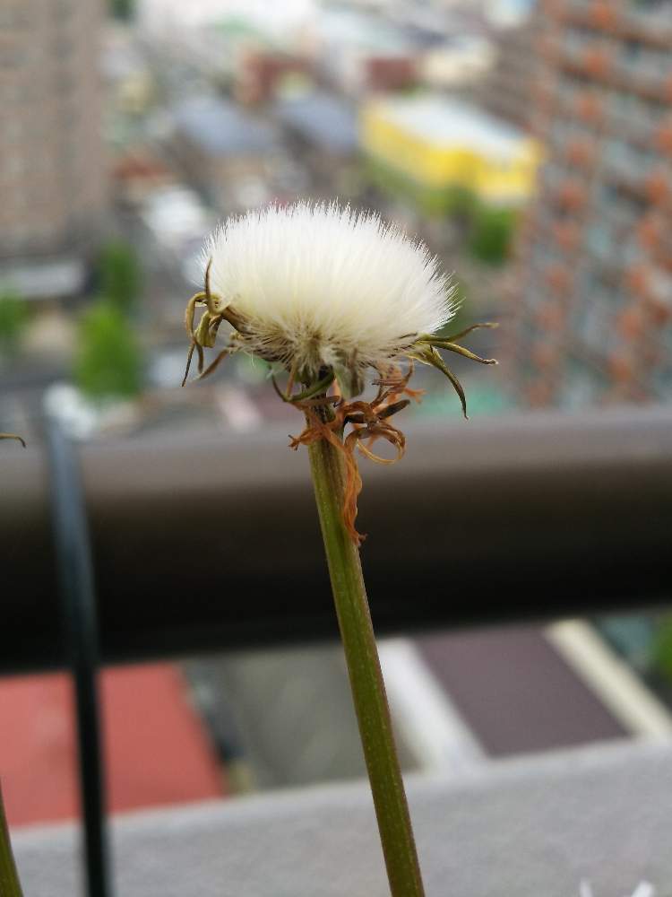 桃色タンポポの投稿画像 By こままこさん フワフワ綿毛 19月5月17日 Greensnap グリーンスナップ