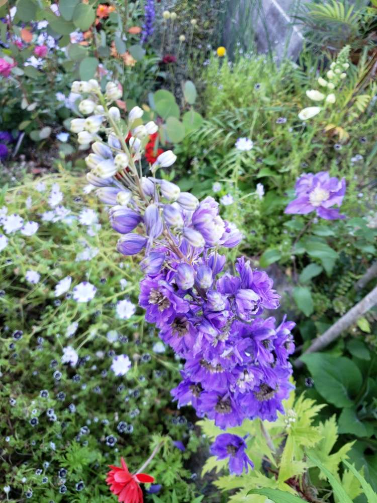 クレマチスの投稿画像 By Isyun さん デルフィニウムとクレマチス ザベルベットと花壇とさいた と今日のお花 19月5月17日 Greensnap グリーンスナップ