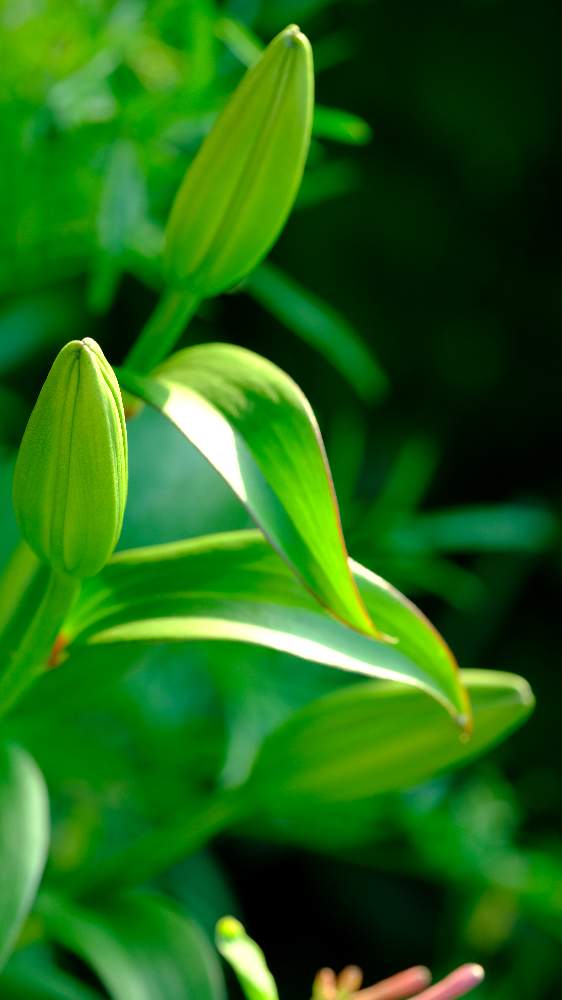 カサブランカの気持ちの投稿画像 By ピッチさん Fujifilm X T2といとおしい植物の表情フォトコン19とつぼみと れいわ と蕾 コブクロと 蕾 19月5月17日 Greensnap グリーンスナップ