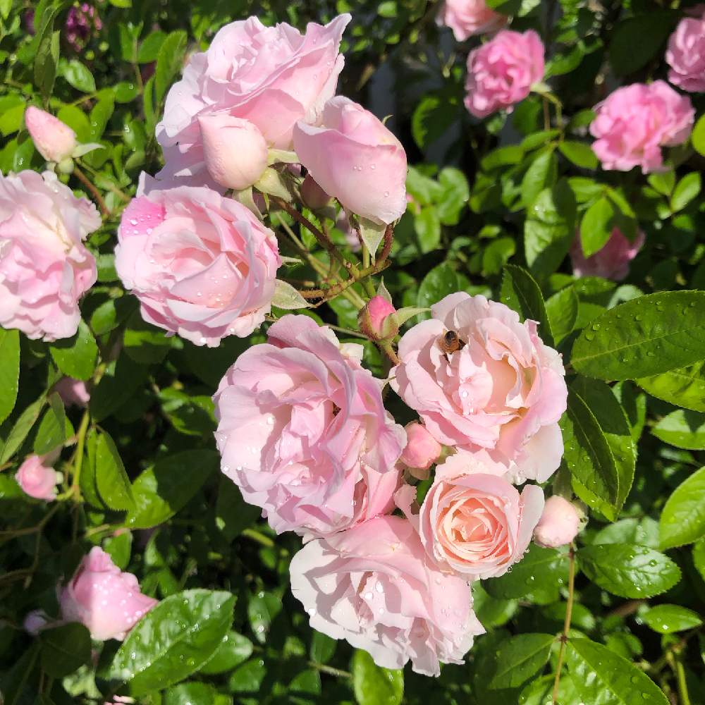 春がすみの投稿画像 By さびちゃねこさん つるバラ ピンクサマースノーとマイ コレクションとばら バラ 薔薇 とグリーンのある暮らしといとおしい植物の表情フォトコン19とピンク ピンクとつるバラといい香りと花のある暮らしと薔薇 とかわいいな とバラ