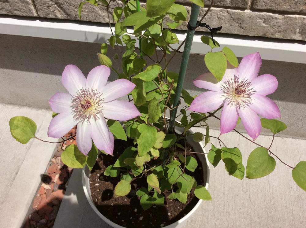 クレマチス マチルダの投稿画像 By Nagiさん 小さな庭と暑いといい天気とgs映えと癒されると楽しみと可愛いと花のある暮らしと綺麗だなぁと素敵と暑いといい天気とgs映えと癒されると楽しみと可愛いと花のある暮らしと綺麗だなぁと素敵 19月5月17日 Greensnap