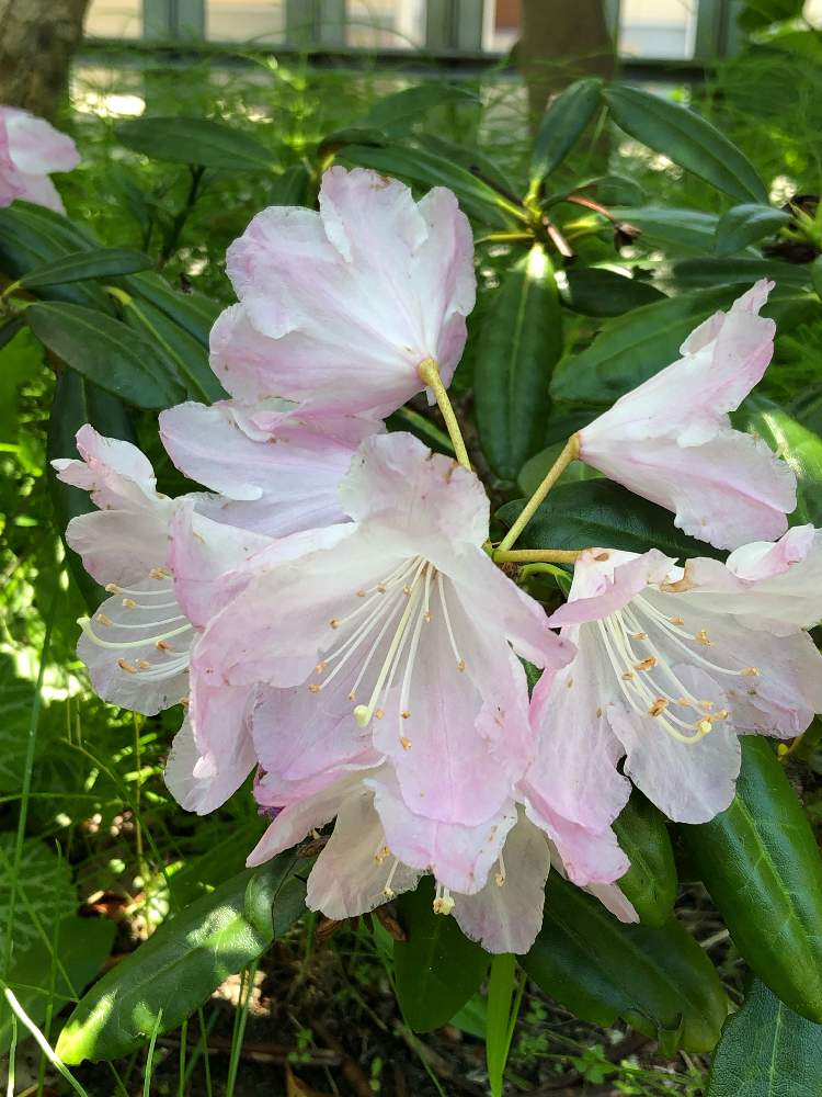 シャクナゲの投稿画像 By Heathさん 白い花とツツジ科 19月5月17日 Greensnap グリーンスナップ