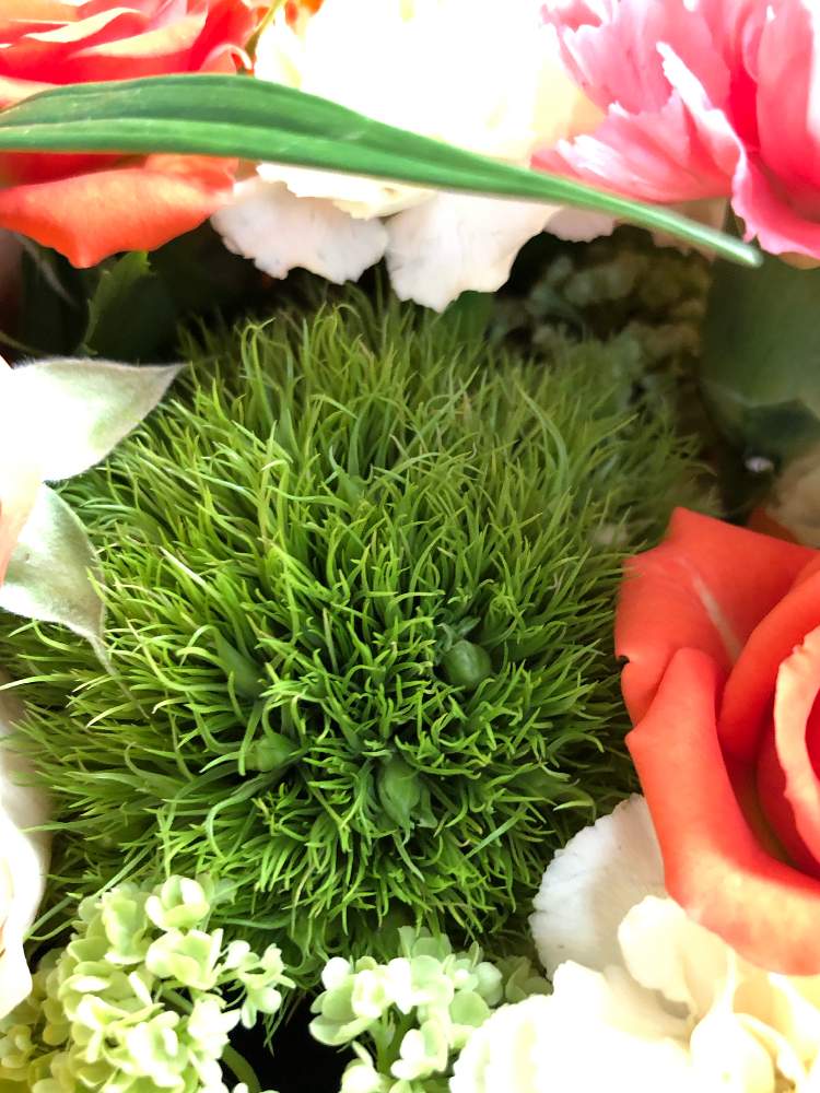 元のテマリソウ 花 言葉 最高の花の画像