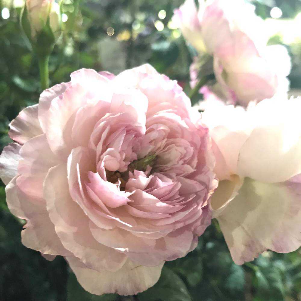 薔薇アラカルト☆参考画面！