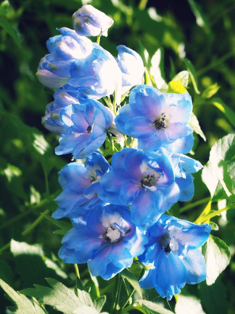 デルフィニウムの投稿画像 By みらのさん ちいさな幸せ と青い花と初夏の庭と花のある暮らしとブルーガーデン 19月5月17日 Greensnap グリーンスナップ
