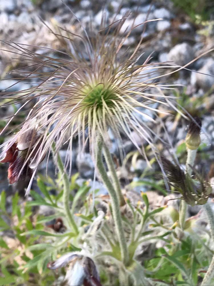 オキナグサの綿毛の投稿画像 By アボガドさん 原種と植えっぱなし植物と樹木と庭木の花と欄 熱帯植物 観葉植物と我が家の花壇と100均観葉植物と花のある暮らしと花壇 山野草 19月5月17日 Greensnap グリーンスナップ