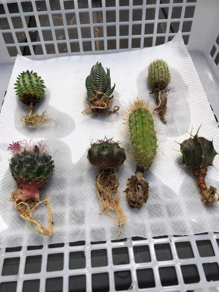 ほぼ初めて 通販 100円サボテンの育成日記 先ずは植え替えてから夏越え Greensnap グリーンスナップ