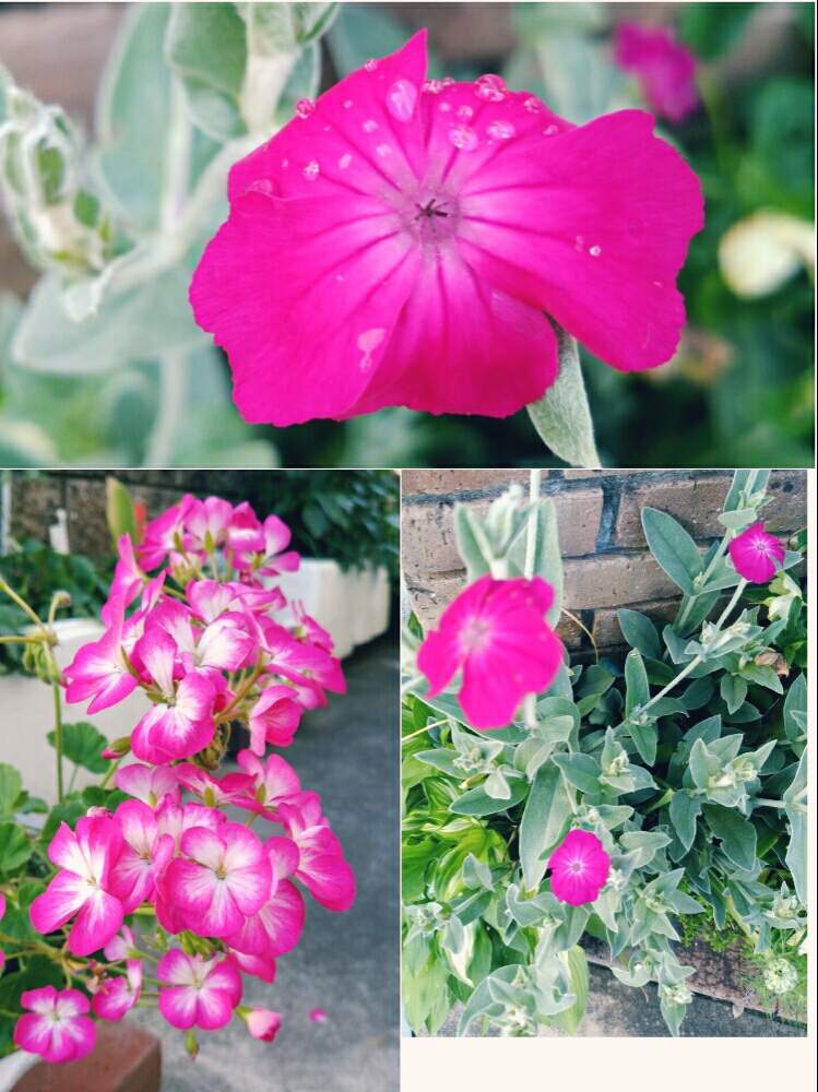 ゼラニウムの投稿画像 By にしとしさん スイセンノウ フランネルソウ とゼラニウム大好き と色がキレイとピンクピンクとつぎつぎと と水仙翁とスイセンノオ 19月5月17日 Greensnap グリーンスナップ