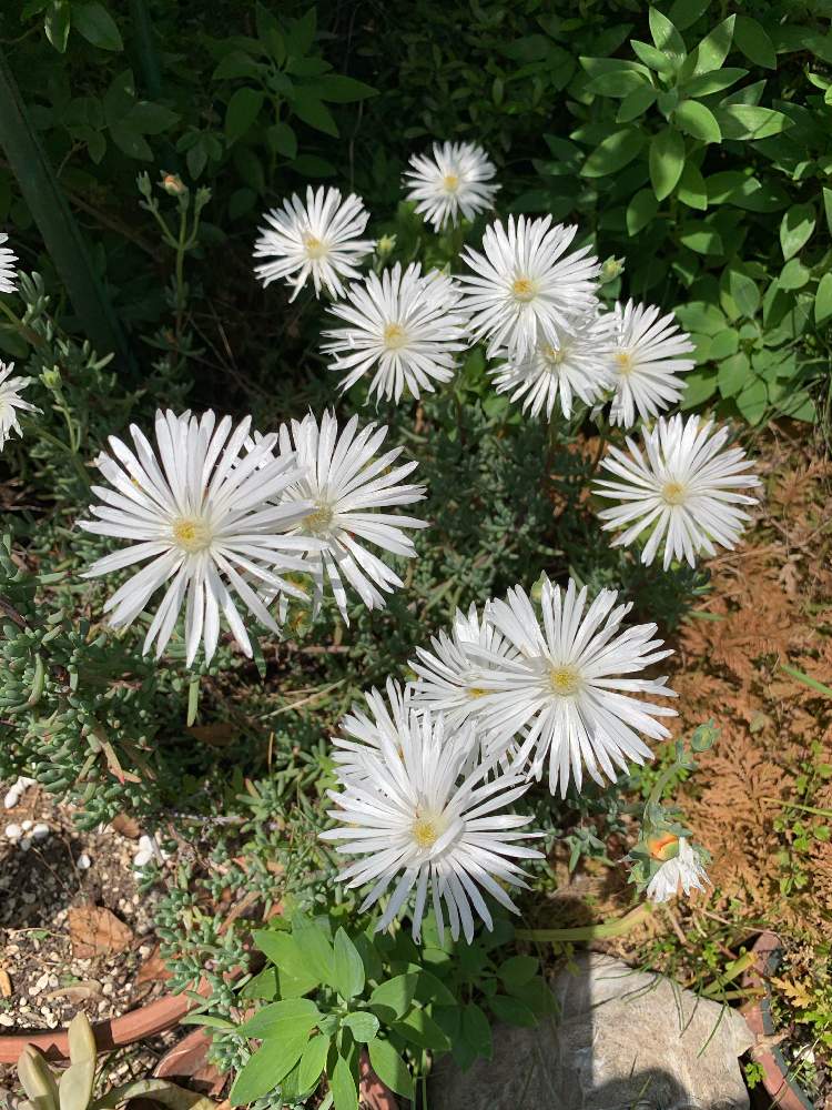松葉菊の投稿画像 By Renoさん 咲いた と白い花 19月5月17日 Greensnap グリーンスナップ