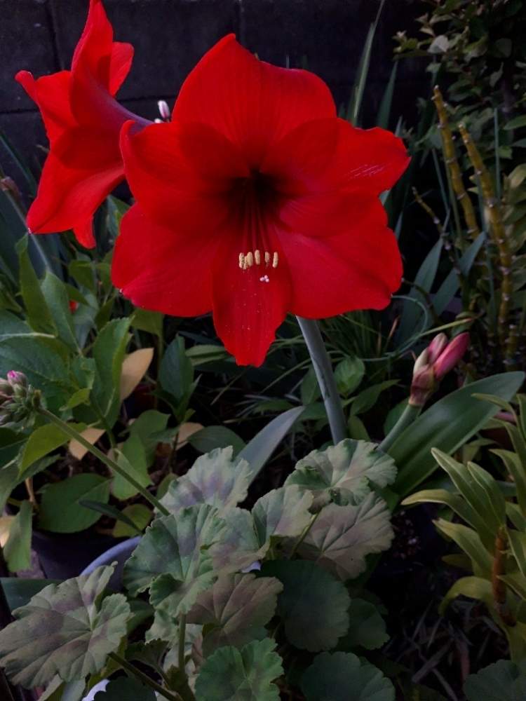 アマリリスの投稿画像 By Flower Skyさん 赤い花と花のある暮らしと春の花 19月5月17日 Greensnap グリーンスナップ