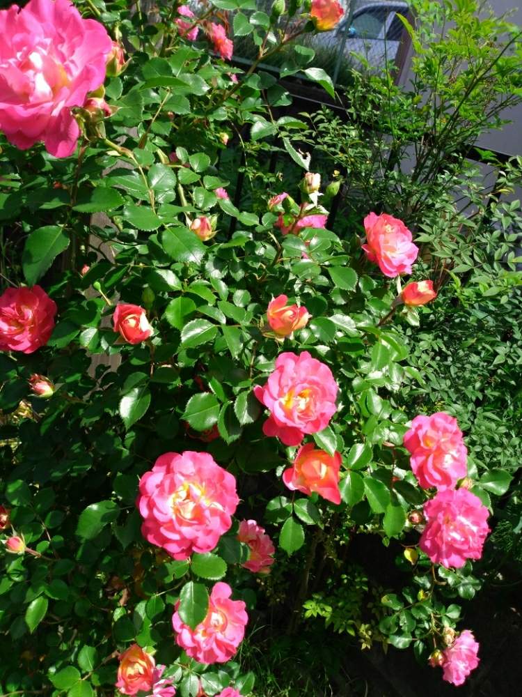 バラ春風の投稿画像 By あすかルビーさん つるバラのある庭とgs映えとつるバラとgs日和とバラ ミニバラとgreensnapmarcheと花のある暮らしとただいま開花中 19月5月17日 Greensnap グリーンスナップ
