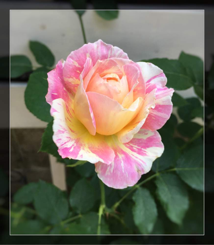 ばら バラ 薔薇の投稿画像 By ミーシャ さん いとおしい植物の表情フォトコン19と薔薇好きと庭の花と薔薇に魅せられてと庭の花でアレンジと植中毒とクロード モネとお花屋さんとカインズバラコンテスト19 19月5月17日 Greensnap グリーンスナップ