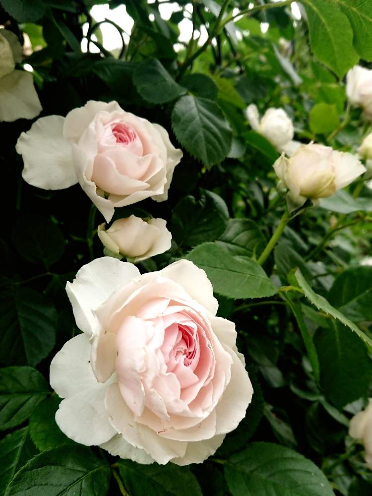 バラ クリスティアーナの投稿画像 By あきこさん ﾊﾞﾗの庭とばら バラ 薔薇と薔薇愛同盟と薔薇に魅せられてとつるバラ とナチュラルガーデンと花のある暮らしと薔薇 とロザリアン 19月5月17日 Greensnap グリーンスナップ