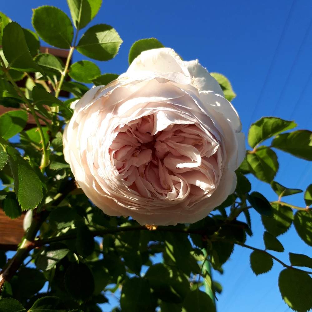 バラ初心者の投稿画像 By Pumpkin112さん 種まきと家庭菜園と手作りの庭と手作り花壇とこぼれ種と庭のある暮らしとdiyと花のある暮らしと球根植物 19月5月17日 Greensnap グリーンスナップ