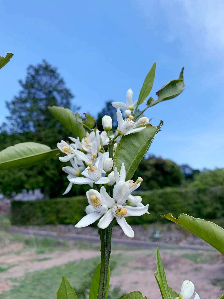 白いミカンの花の投稿画像 By Kazzさん 柑橘類とかんきつ類とミカン科とみかんの木とつぼみがたくさんと温州ミカン 19月5月17日 Greensnap グリーンスナップ