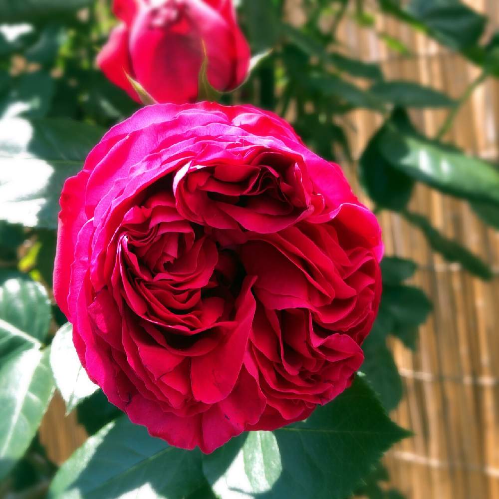 ルージュ ピエール ド ロンサールの投稿画像 By ブロッコリーさん ばら バラ 薔薇とルージュ ピエール ドゥ ロンサールとオープンガーデンと満開といい香りとガーデニングと花のある暮らしと薔薇 19月5月17日 Greensnap グリーンスナップ