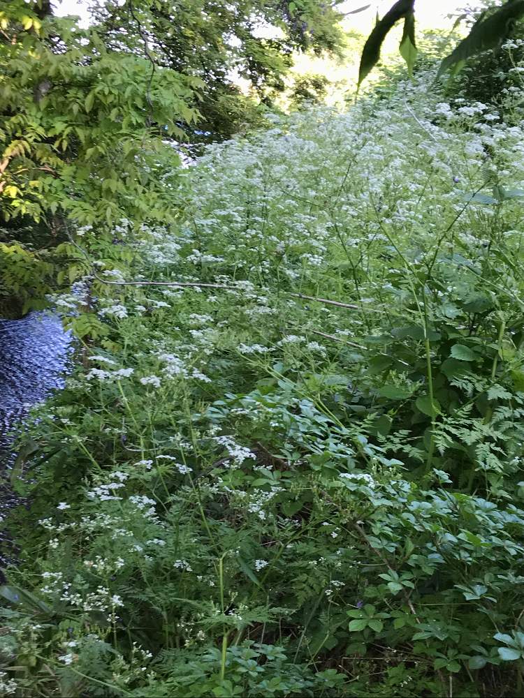 山ニンジン Greensnap グリーンスナップ