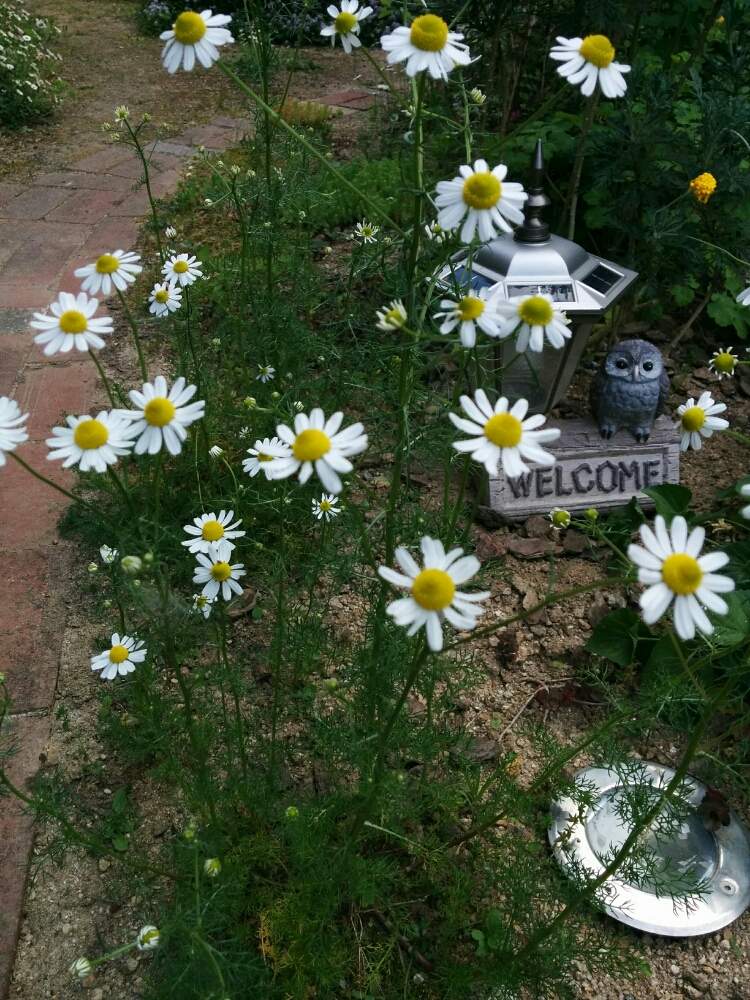 ジャーマンカモミールの投稿画像 By Hiroさん 小さな庭と白い花とハーブティーと花のある暮らしと白い花とハーブティーと花のある暮らし 19月5月17日 Greensnap グリーンスナップ Greensnap グリーンスナップ