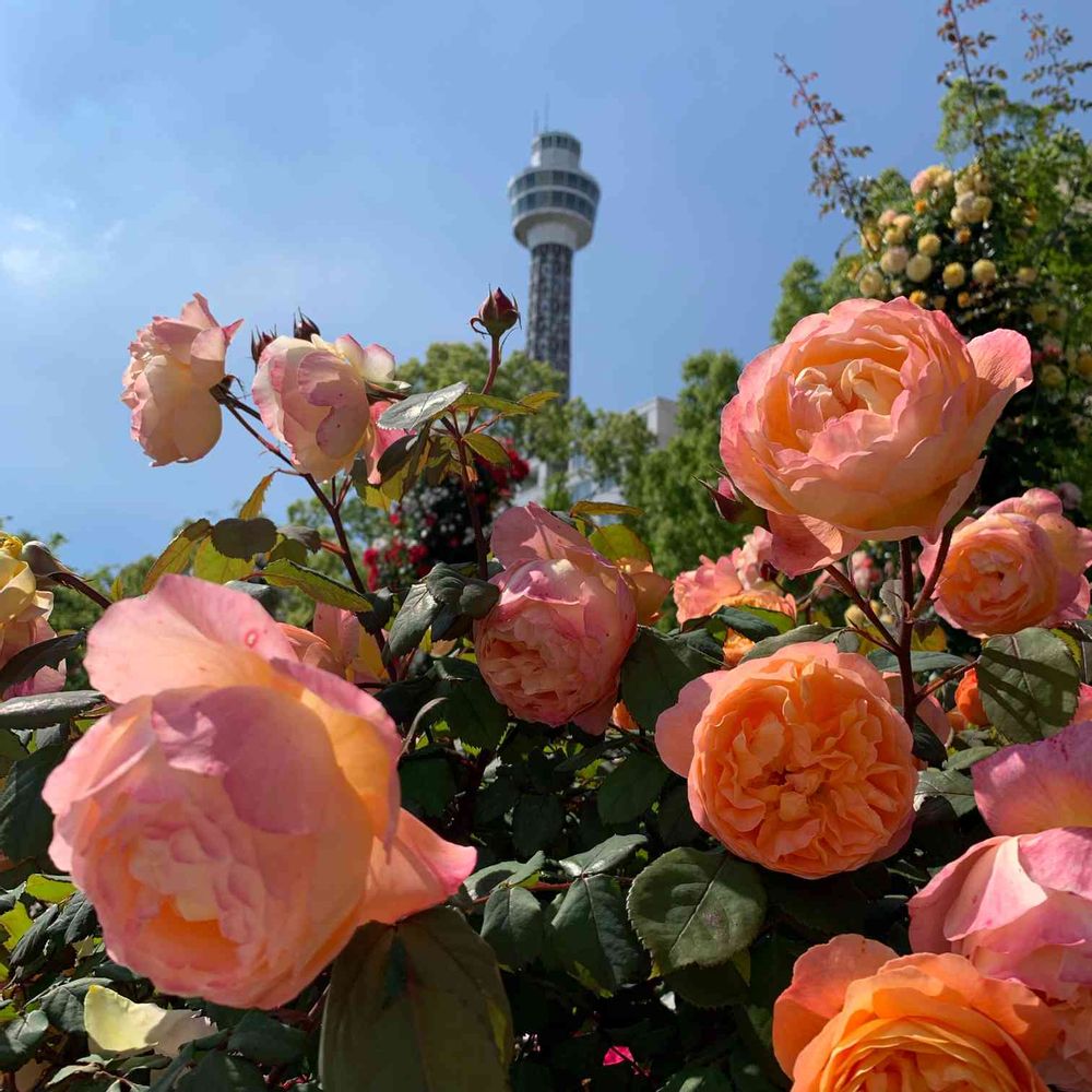 はにょほさんの山下公園への投稿