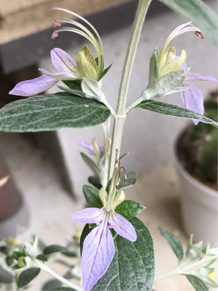 花のある暮らしの投稿画像 By ひみこさん 薄紫のお花とツリージャーマンダーアイス キューブとツリージャーマンダーの花 19月5月17日 Greensnap グリーンスナップ