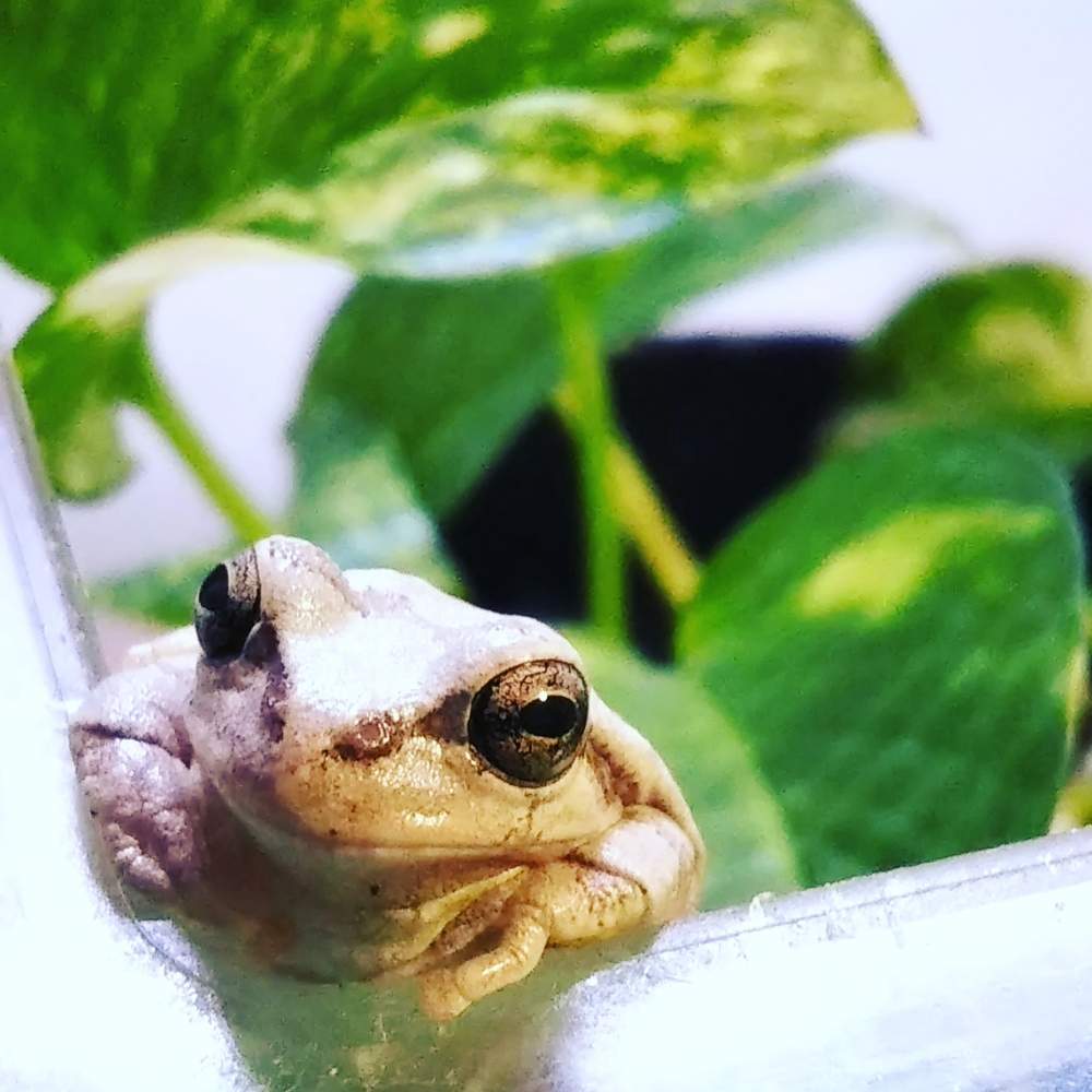 みどりのある暮らしの投稿画像 By Kelo Guさん 観葉植物と植物のある暮らしとケロリウムとカエル倶楽部 とgs映えとポトス とテラリウム とコケリウムとニホンアマガエル 2019月5月17日 Greensnap グリーンスナップ