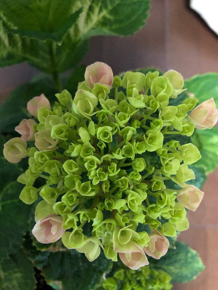 あじさい ピンクの投稿画像 By Hittyyさん 紫陽花 アジサイ あじさいと緑のある暮らしとアジサイ 紫陽花と花のある暮らしと美しい緑と緑大好き と花色が変化 19月5月17日 Greensnap グリーンスナップ