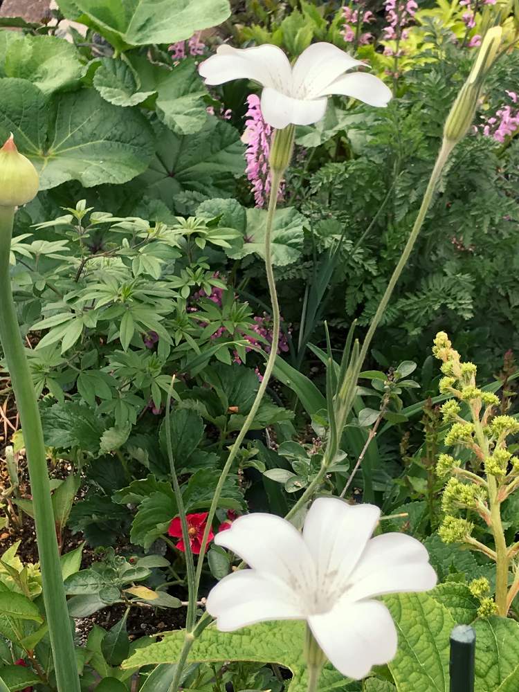 白い花の投稿画像 By Frillさん 一年草 19月5月17日 Greensnap グリーンスナップ