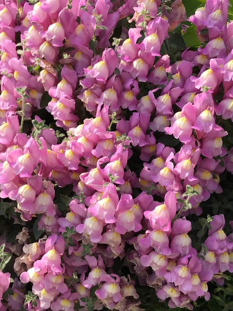 グランドカバーの投稿画像 By Frillさん ピンクの花とお外で越冬と耐寒性 19月5月17日 Greensnap グリーンスナップ