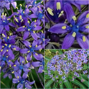 ルツボ属 シラー属 の投稿画像一覧 Greensnap グリーンスナップ