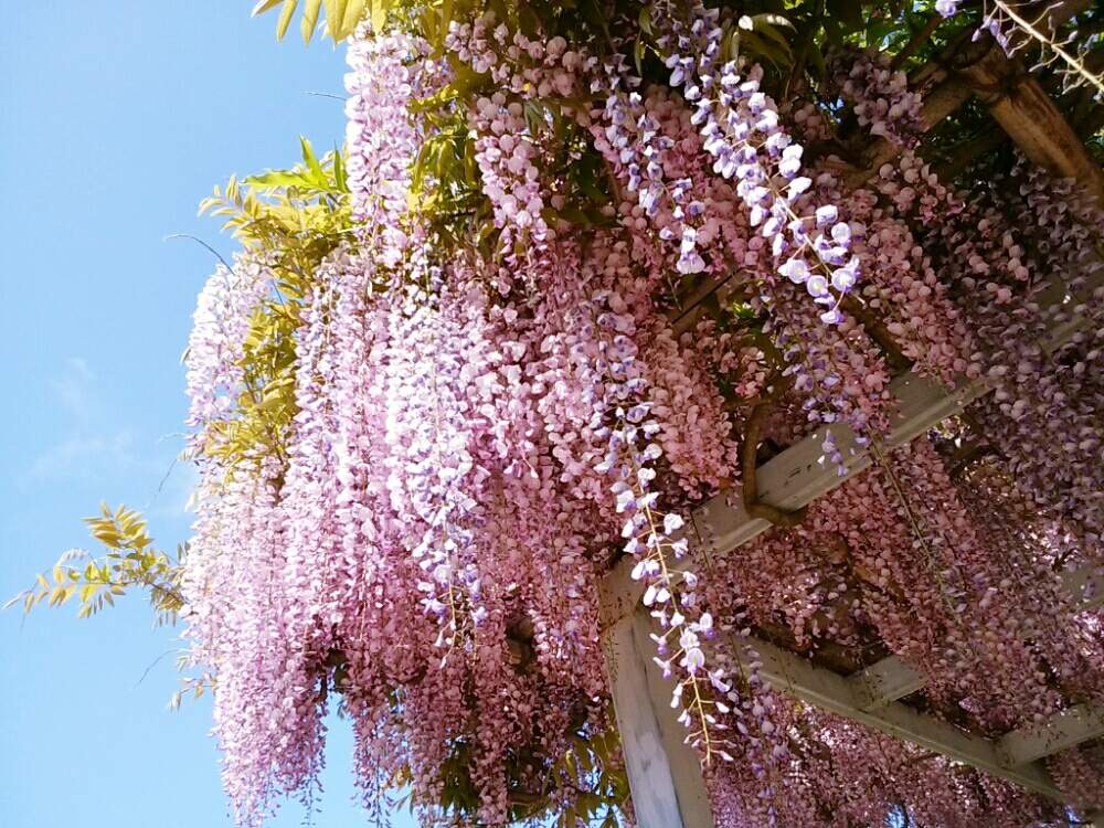 フジの投稿画像 By Moonさん お出かけ先とピンクの花とムラサキの花と金蛇水神社とピンクの花とムラサキの花と金蛇水神社 19月5月17日 Greensnap グリーンスナップ Greensnap グリーンスナップ