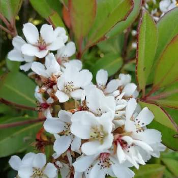 潮害 塩害 台風にも強いの投稿画像一覧 Greensnap グリーンスナップ