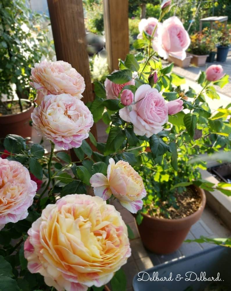 ナエマの投稿画像 By Hanamizukiさん バラ クロードモネとばら バラ 薔薇とピンクの花とバラ鉢植えと鉢植えと花のある暮らしと薔薇 と薔薇あど 19月5月18日 Greensnap グリーンスナップ