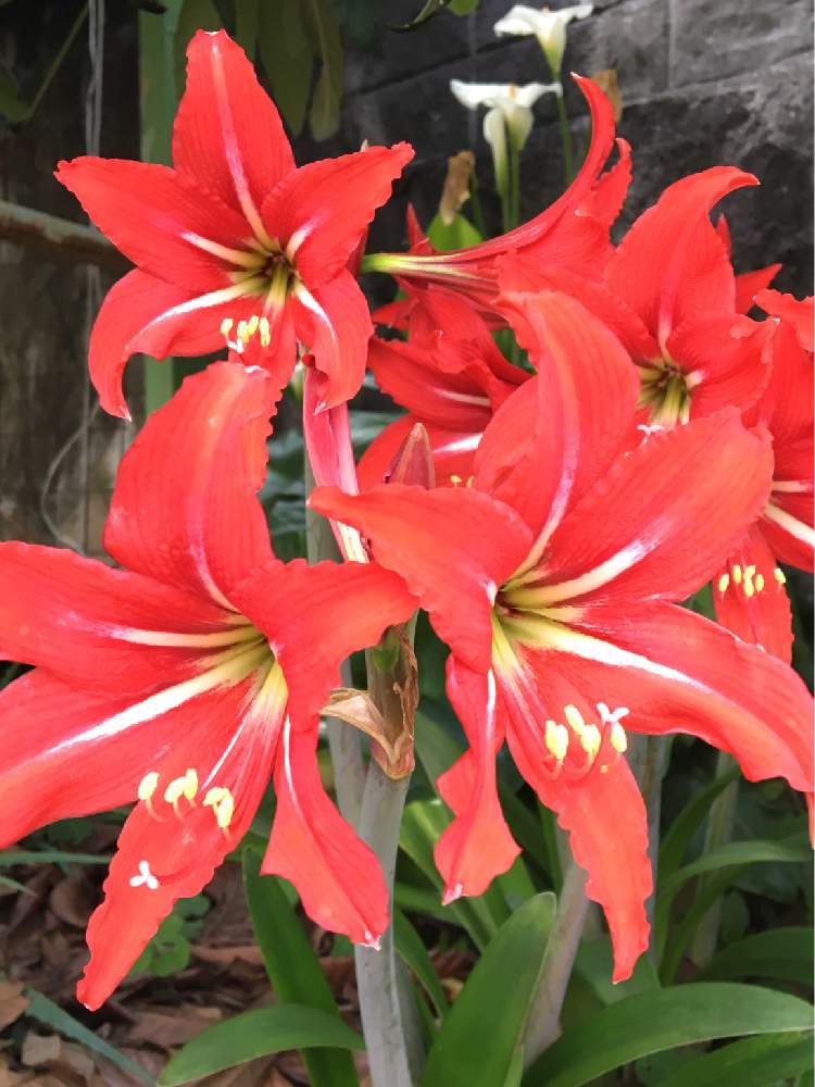 アマリリスの投稿画像 By ミッキーさん 立派 とアマリリス と今日の一枚と赤い花と花のある暮らしと散歩の途中 19月5月18日 Greensnap グリーンスナップ