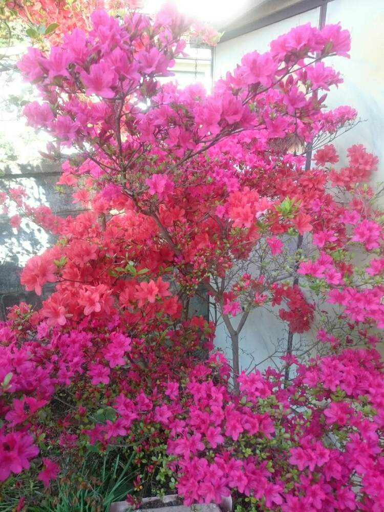 庭木 花木の投稿画像 By モモユウさん 我が家の庭木と庭木の花と庭木と花のある暮らしとツツジ科と ツツジ 19月5月18日 Greensnap グリーンスナップ