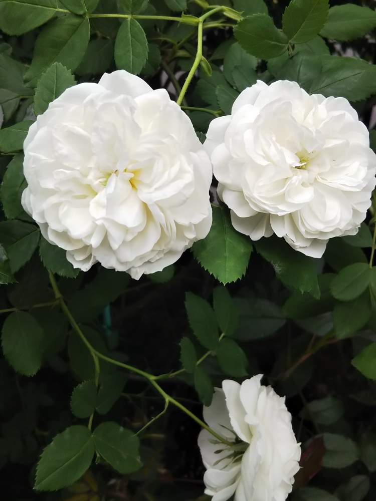薔薇愛同盟の投稿画像 By Erikaさん 白薔薇 とバラ オールドローズと花のある暮らしとかわいいな と春の一番花 19月5月18日 Greensnap グリーンスナップ