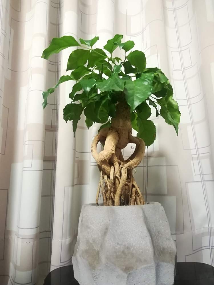 成長記録 ヘテロパナックス Greensnap グリーンスナップ