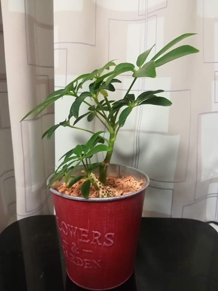 成長記録 シェフレラ Greensnap グリーンスナップ