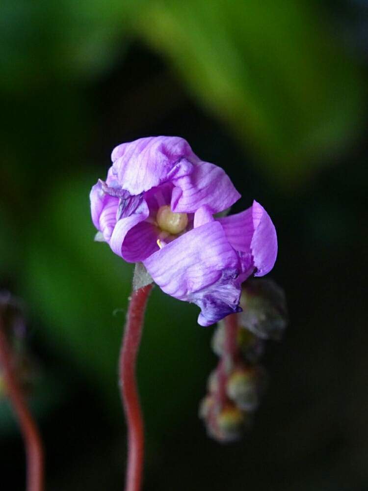 モウセンゴケハミルトニーの投稿画像 By ネコざくらさん 観葉植物と食虫植物とモウセンゴケ ハミルトニーと食虫植物 モウセンゴケとgs映えとモウセンゴケ 類と花のある暮らしとお花のある生活とモウセンゴケ属とドロセラハミルトニーとネコざくらと食虫植物広め隊と多肉