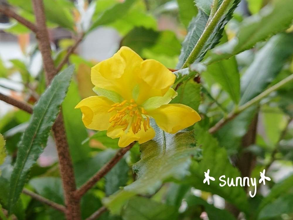 ミッキーマウスの木の投稿画像 By Sunny さん 黄色い花とかわいいな と花のある暮らしと植中毒 19月5月18日 Greensnap グリーンスナップ