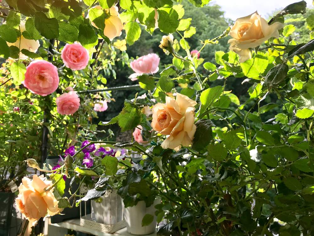 ピエール ドゥ ロンサールの投稿画像 By ココさん バラ ピエールドゥロンサールと薔薇ジャスミーナとer ジアレンウィックローズと真宙 バラ 19月5月18日 Greensnap グリーンスナップ