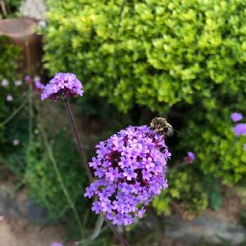小さい紫の花の投稿画像一覧 Greensnap グリーンスナップ 小さい紫の花の投稿画像一覧 Greensnap グリーンスナップ