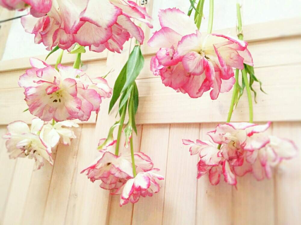 八重咲きチューリップピオニーローズの投稿画像 By Mimo さん ネコのいる暮らしと白にピンクとガーデンルームといつもありがとう と チューリップと犬のいる暮らしと花のある暮らしとかわいいな と 窓辺に飾られた植物 フォトコンテストと窓辺の癒し 19月5月