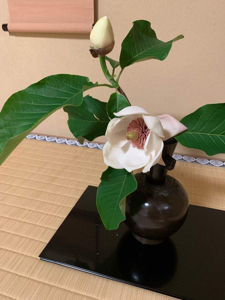 オオヤマレンゲの投稿画像 By ありささん 茶花と茶花 19月5月18日 Greensnap グリーンスナップ Greensnap グリーンスナップ