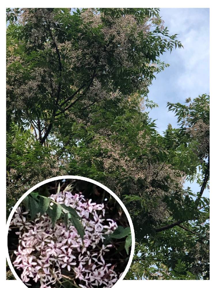 お出かけ先の投稿画像 By 居ぬ月 りりり さん センダン科とセンダン科 19月5月18日 Greensnap グリーンスナップ Greensnap グリーンスナップ