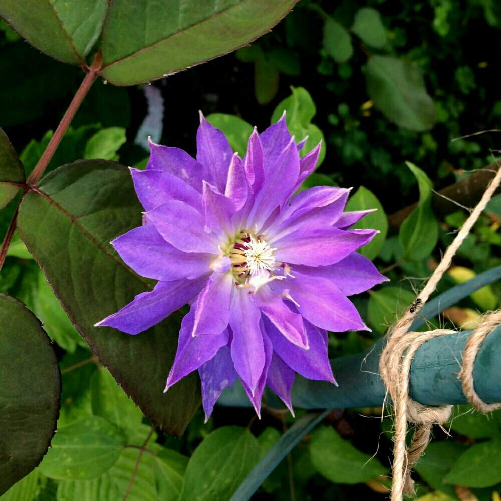 クレマチス 地植えの投稿画像 By 撫子さん 花のある暮らしとマダム倶楽部27 とクレマチス 天塩 19月5月18日 Greensnap グリーンスナップ