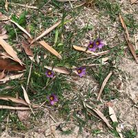 ニワゼキショウの画像