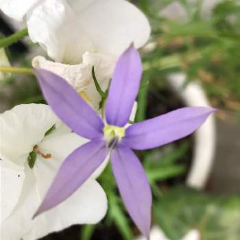 75 イソトマ 毒性 最高の花の画像