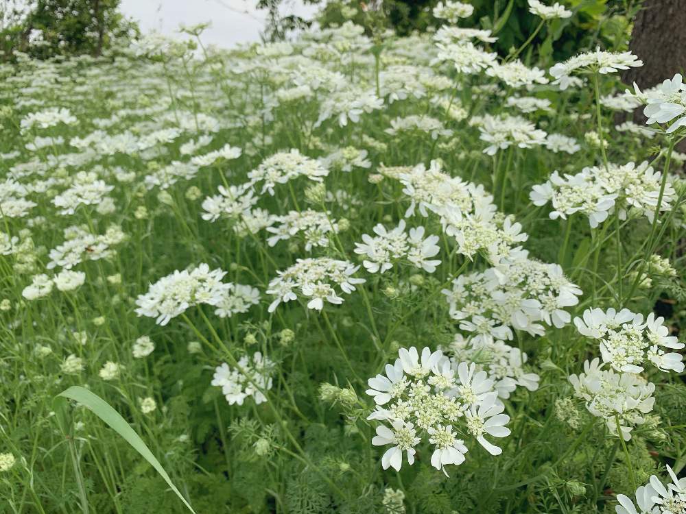 オルレアの投稿画像 By Hanaさん 白い花とこぼれ種と花のある暮らし 19月5月18日 Greensnap グリーンスナップ