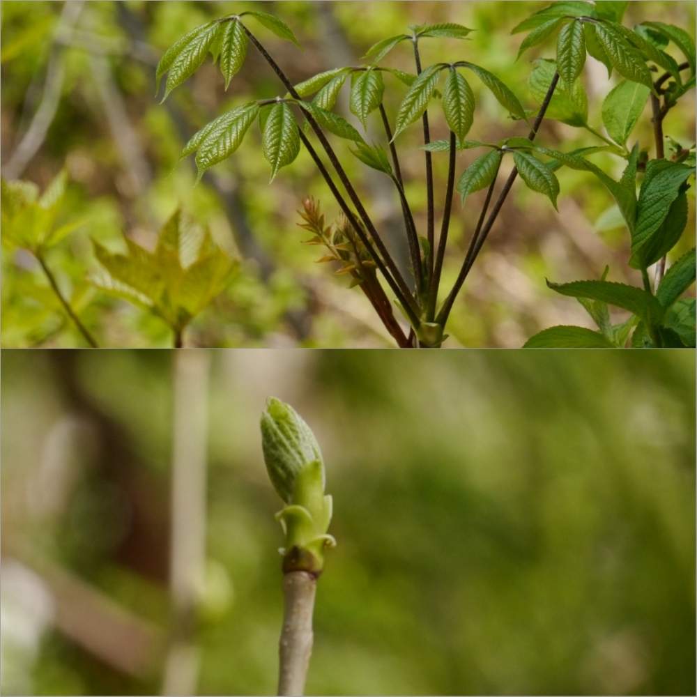 コシアブラの投稿画像 By 草香さん 山菜とウコギ科 19月5月18日 Greensnap グリーンスナップ